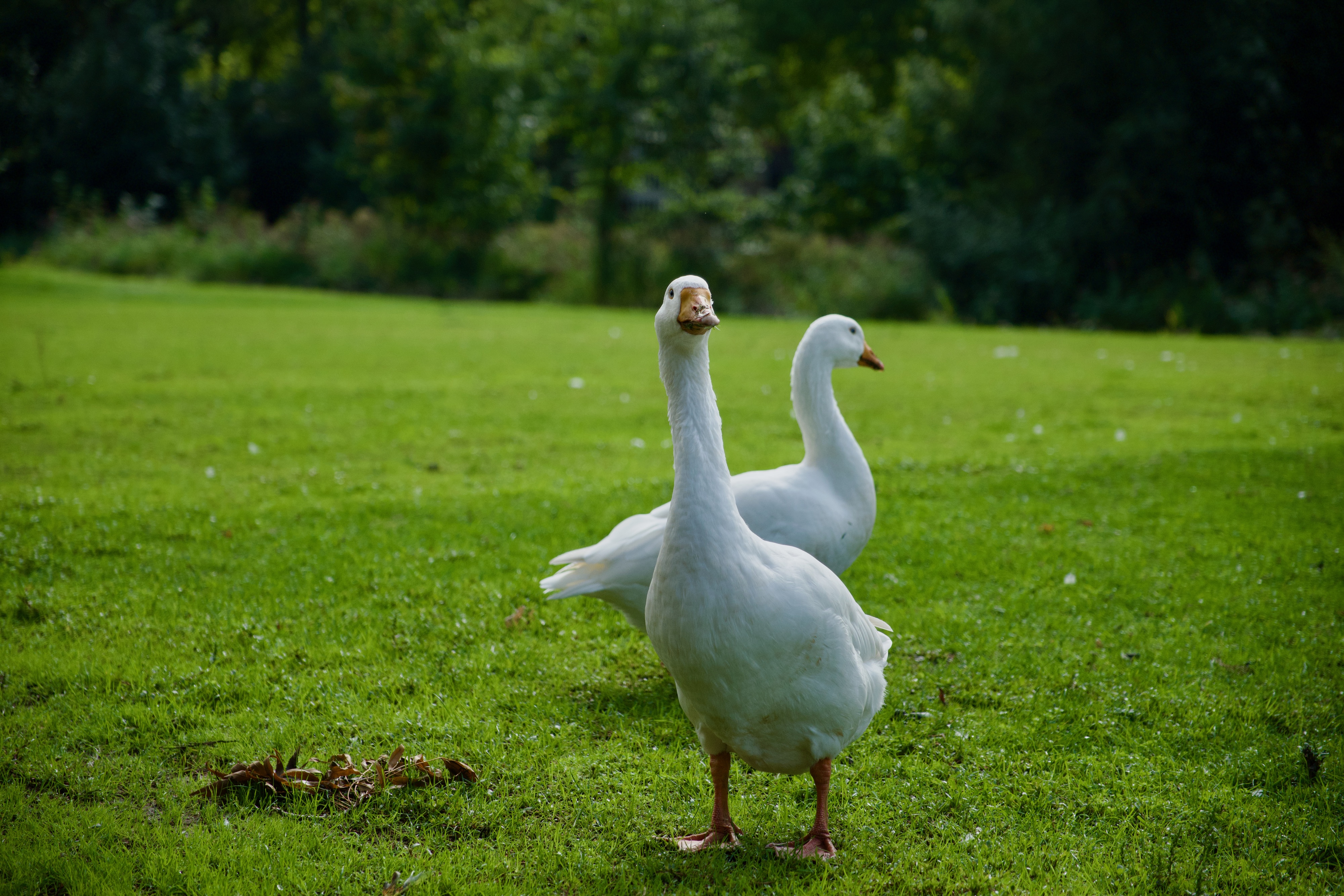 Two white geese standing on a green field, trees behind them.
