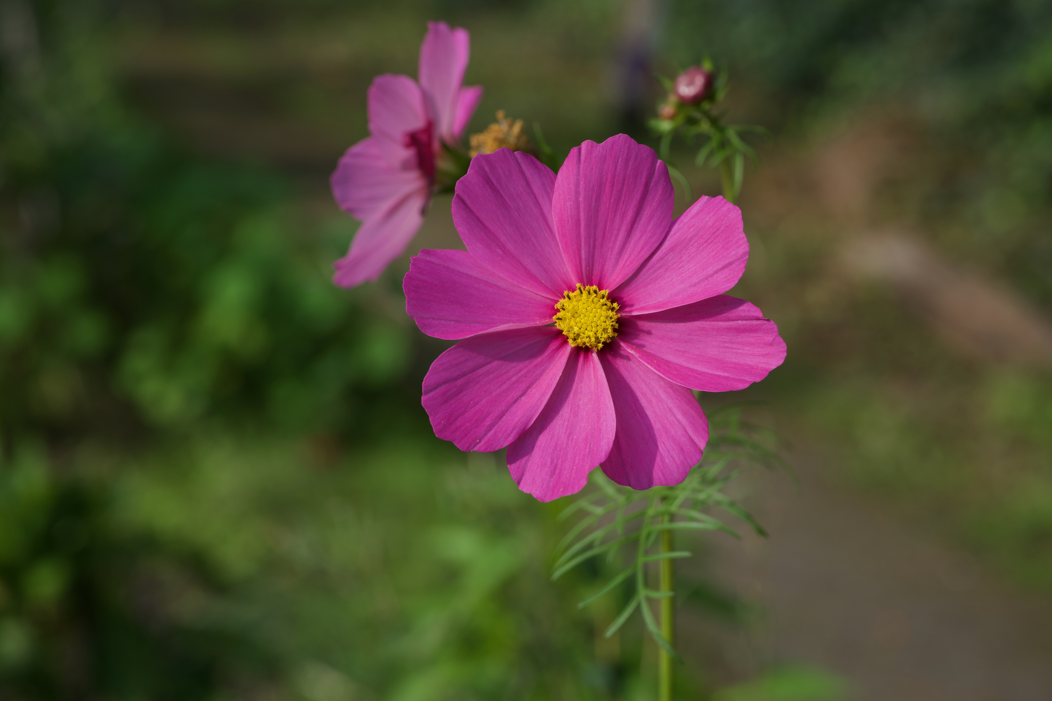 A pink cosmos flower with a yellow centre, another bloom behind it.